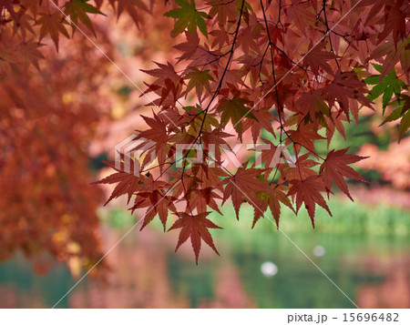 軽井沢雲場池、紅葉の近接撮影 15696482