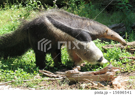 オオアリクイ 15696541