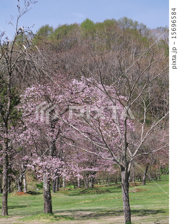 釧路町の桜の名所「別保公園」 15696584