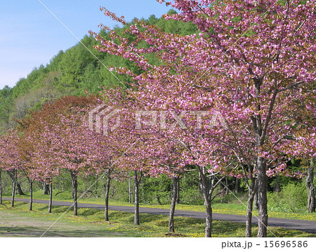 釧路町の桜の名所「別保公園」 15696586