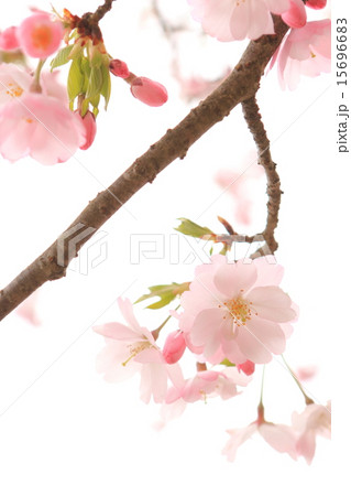 桜の花 桜の花 15696683