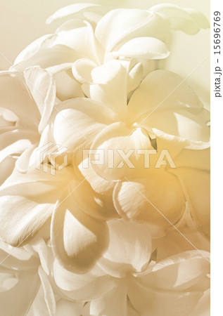 Pastel Tone of Frangipani Flowers. 15696769