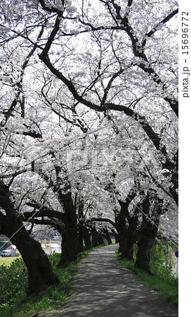 足羽川堤防の桜並木 足羽川堤防の桜並木 15696772