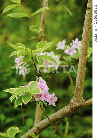大紅空木 大紅空木 15696921