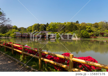 長岡天満宮 - キリシマツツジ 15697376
