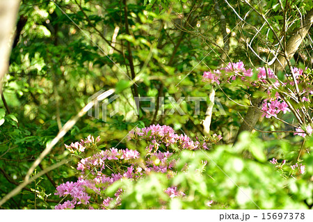 モチツツジ モチツツジ 15697378