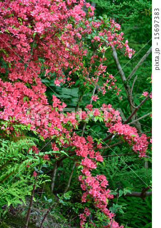 ヤマツツジ ヤマツツジ 15697383