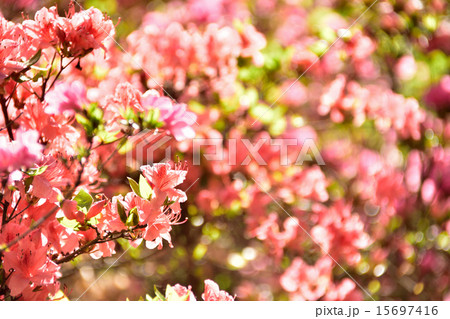 ヤマツツジ ヤマツツジ 15697416