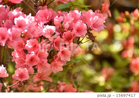 ヤマツツジ ヤマツツジ 15697417