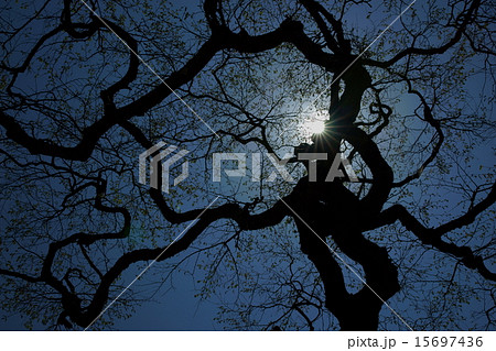 複雑に湾曲したテングシデの枝 複雑に湾曲したテングシデの枝 15697436