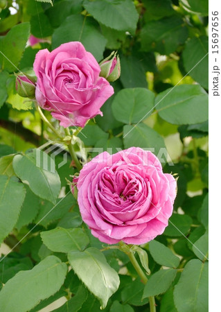 明るい日差しの中で咲き誇るピンクの薔薇 15697656