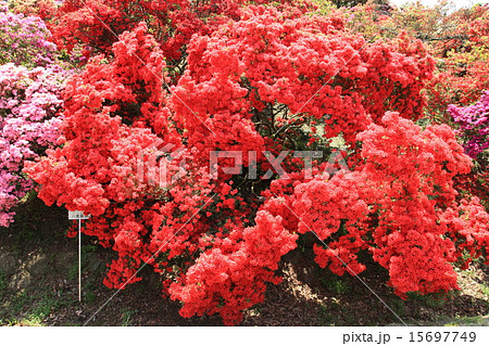 館林つつじが岡公園 15697749