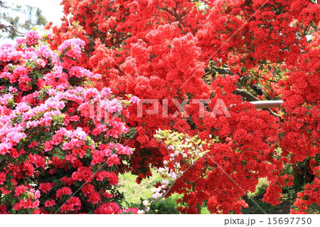 館林つつじが岡公園 館林つつじが岡公園 15697750