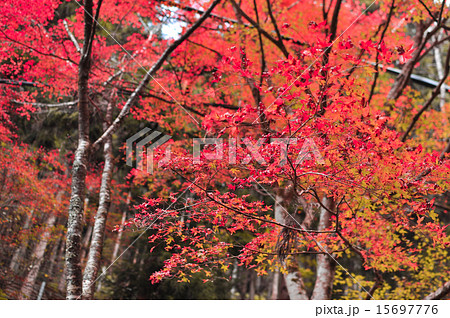 紅葉 15697776