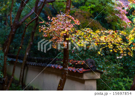 蓮華寺の紅葉 蓮華寺の紅葉 15697854