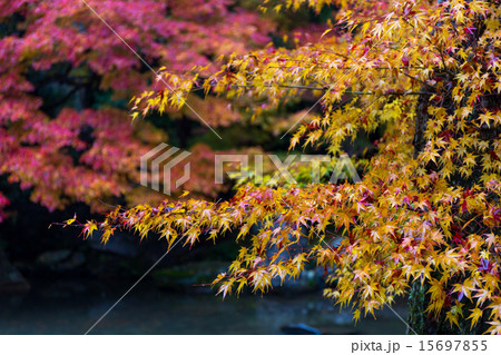 蓮華寺の紅葉 15697855