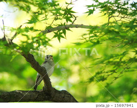 新緑と野鳥1 新緑と野鳥1 15697941