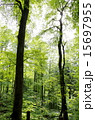 新緑　木洩れ日 15697955
