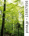 新緑　木洩れ日 15697956