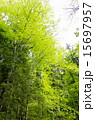 新緑　木洩れ日 15697957