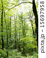 新緑　木洩れ日 15697958