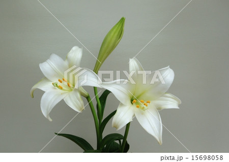 鉄砲ユリ 15698058