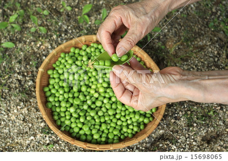 グリンピース 15698065