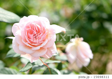 明るい日差しの中で咲き誇る薄桃色のヘリテージ 明るい日差しの中で咲き誇る薄桃色のヘリテージ 15698311