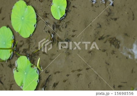 阿久根市の着生ランの里にある蓮池のカエルの学校 阿久根市の着生ランの里にある蓮池のカエルの学校 15698556