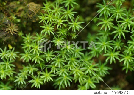 阿久根市着生ランの里公園で見つけた苔のアップ 15698739