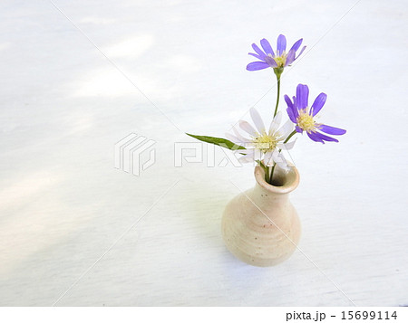 山野草都忘れ 山野草都忘れ 15699114