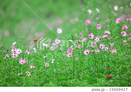 コスモスの丘 15699427