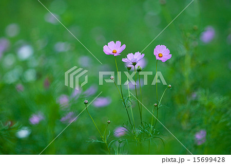 コスモスの丘 15699428