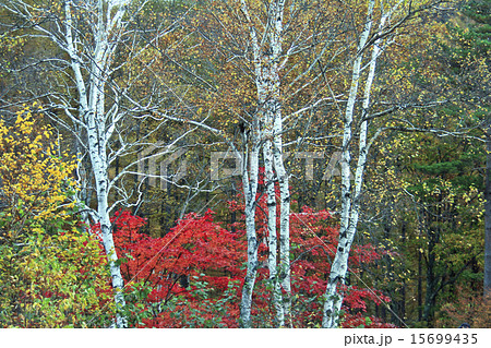 八千穂高原の白樺 15699435