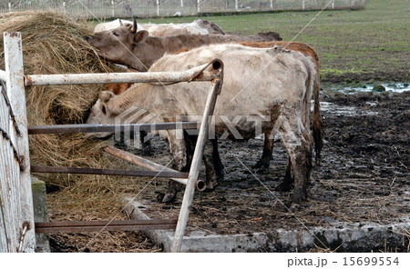 cows eating hay cows eating hay 15699554