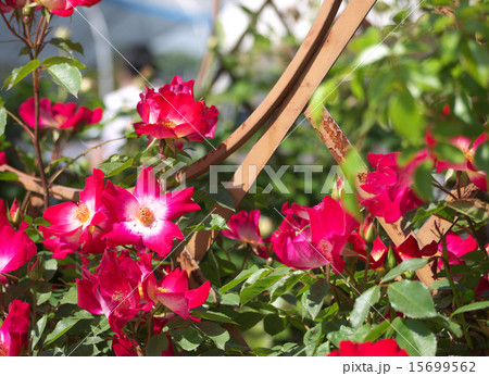 ツルバラ ツルバラ 15699562