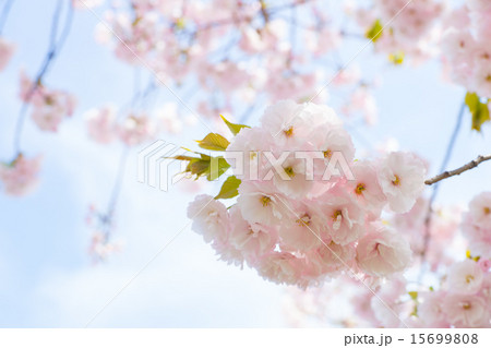 一葉 （イチヨウサクラ） 15699808