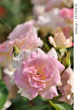 明るい日差しの中で咲く清楚な薄桃色のマチルダ 15700476