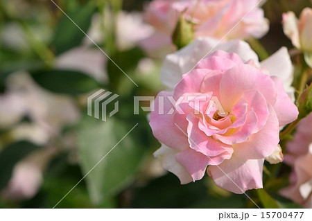 明るい日差しの中で咲く清楚な薄桃色のマチルダ 15700477