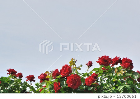 明るい日差しの中で咲き誇る薔薇と青空のコピースペース 明るい日差しの中で咲き誇る薔薇と青空のコピースペース 15700661