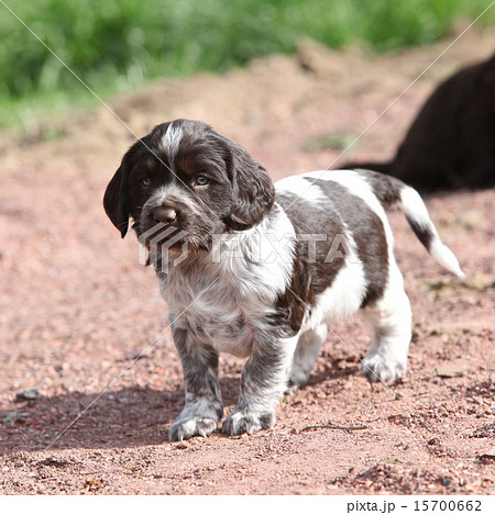 Amazing German Quail Dog Amazing German Quail Dog 15700662