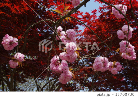 八重桜と春の紅葉 八重桜と春の紅葉 15700730
