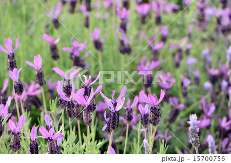 フレンチラベンダーストエカス フレンチラベンダーストエカス 15700756