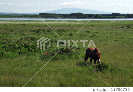 ハマナスと馬 15700759