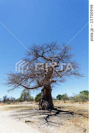 majestic baobab tree majestic baobab tree 15700946