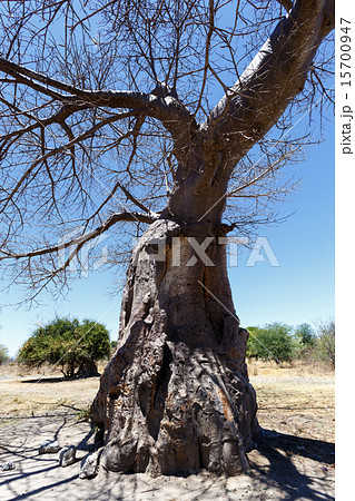 majestic baobab tree majestic baobab tree 15700947