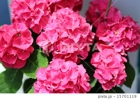 アジサイ バスタイ アジサイ バスタイ 15701119