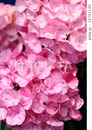 アジサイ マイヒメ アジサイ マイヒメ 15701140