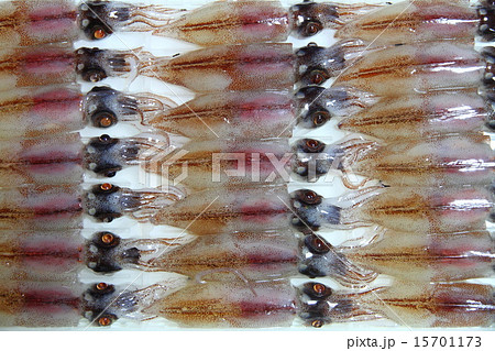 ホタルイカ 15701173