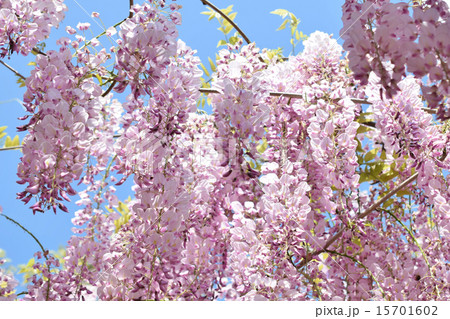 満開の藤 15701602